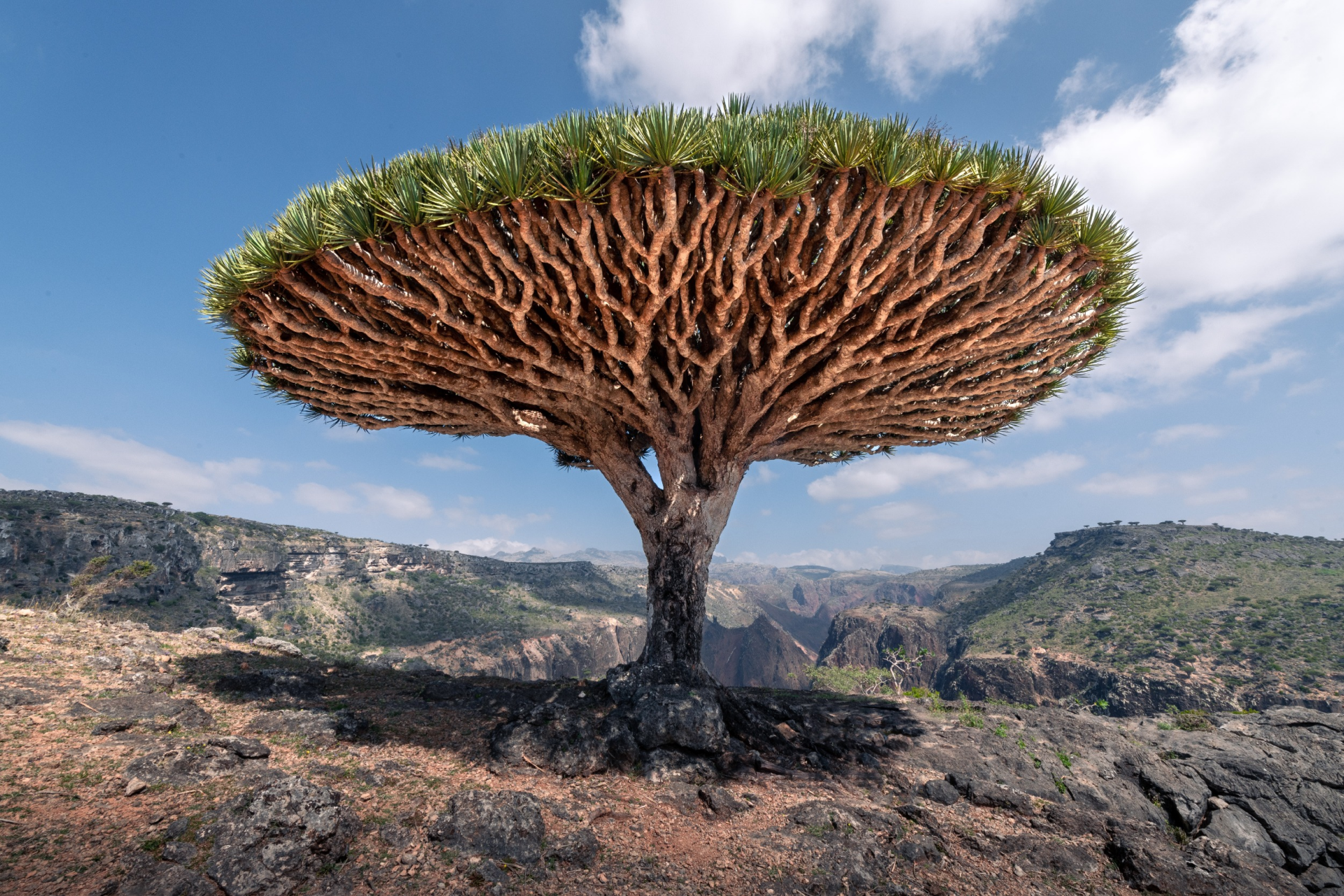 tree