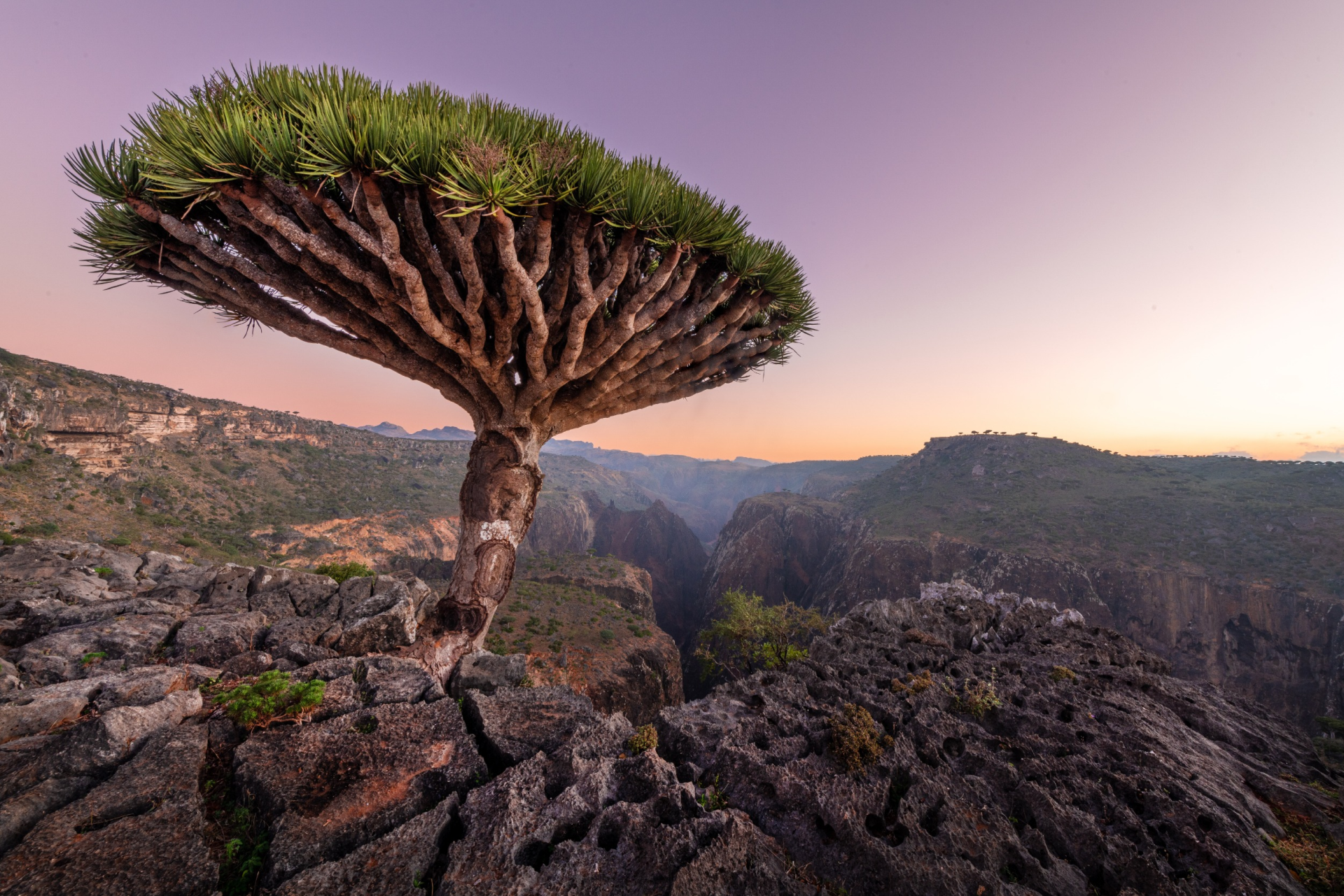 tree