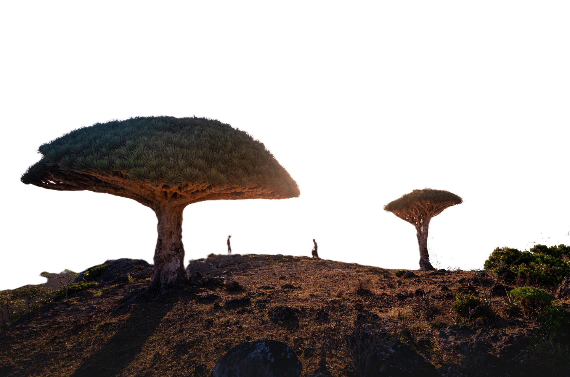 Socotra trees